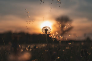 Dandelion, Taraxacum erythrospermum, seed, seed flight, sunset, Swabian Jura, Baden-Württemberg, Germany, Europe Dandelion, Taraxacum erythrospermum, seed, seed flight, sunset, Swabian Jura, Baden-Württemberg, Germany, Europe